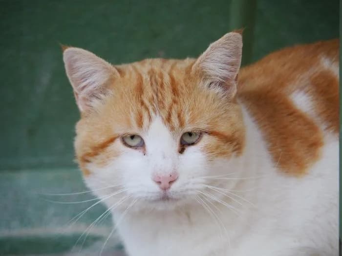 Marx, male puppy European Shorthair for adoption at Keywords