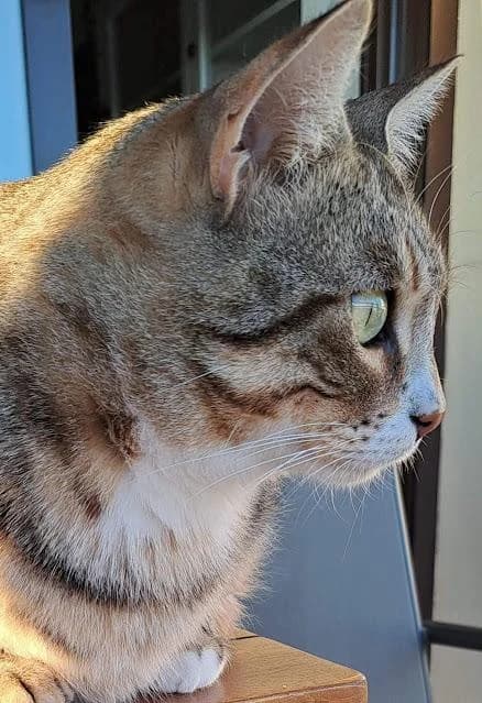 Flora, female puppy European Shorthair for adoption at Keywords