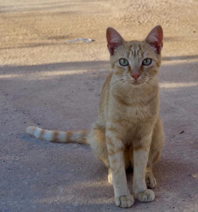 América, male puppy European Shorthair for adoption at Keywords