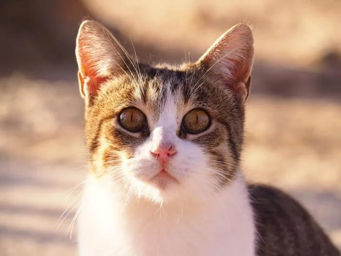 Ashley, female puppy European Shorthair for adoption at Keywords