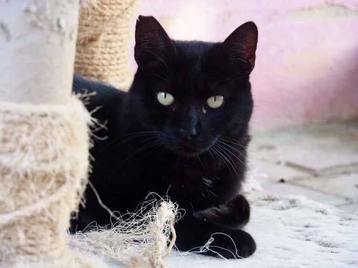 Blas, male puppy European Shorthair for adoption at Keywords