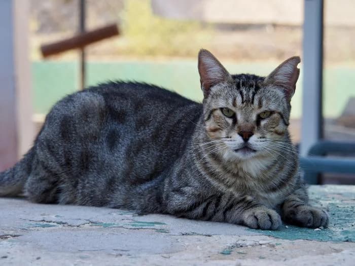 John, male puppy European Shorthair for adoption at Keywords