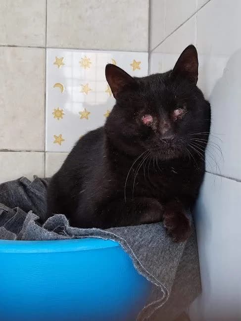 Kay, male puppy European Shorthair for adoption at Keywords