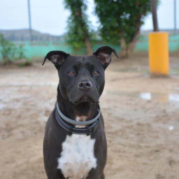Chicle, male puppy Mixed Breed for adoption at Keywords