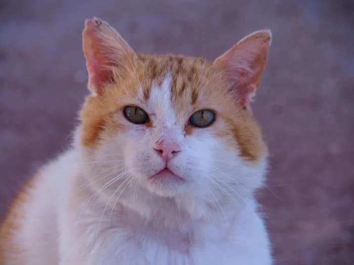 Dolar, male puppy European Shorthair for adoption at Keywords