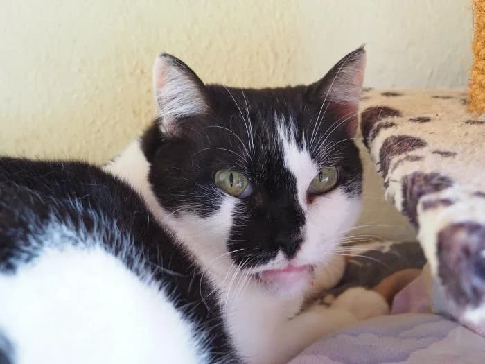 Noe, female puppy European Shorthair for adoption at Keywords
