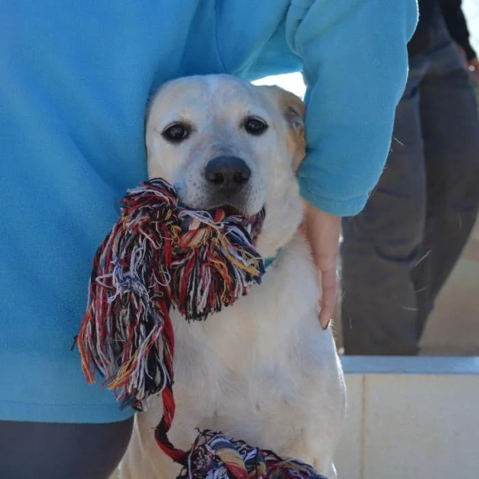 Sauron, male puppy Mixed Breed for adoption at Keywords