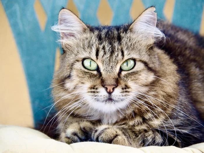 Peludina, female puppy European Shorthair for adoption at Keywords
