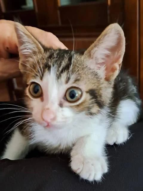 Sila, male puppy European Shorthair for adoption at Keywords