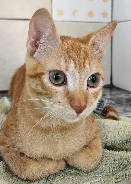 Feli, female puppy European Shorthair for adoption at Keywords