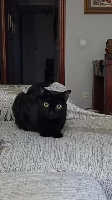 Fito, male puppy European Shorthair for adoption at Keywords