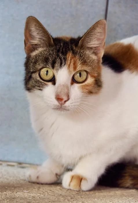 Kodama, female puppy European Shorthair for adoption at Keywords