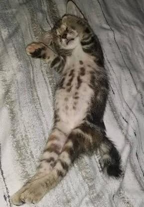 Vera, female puppy European Shorthair for adoption at Keywords