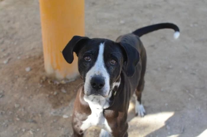 Mini, female puppy Mixed Breed for adoption at Keywords