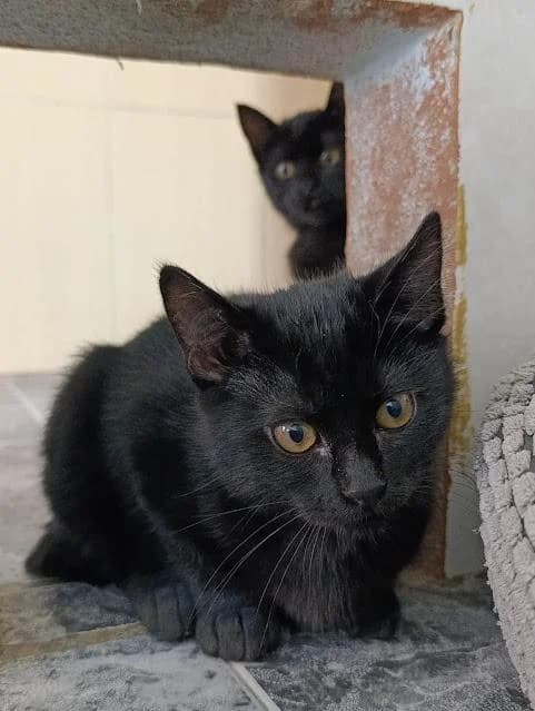 Nelson, male puppy European Shorthair for adoption at Keywords