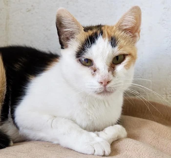 Frida, female puppy European Shorthair for adoption at Keywords