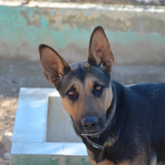 Zoe, female puppy mixed breed for adoption at Keywords