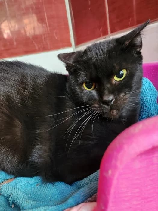Tierra, European Shorthair (Keywords)