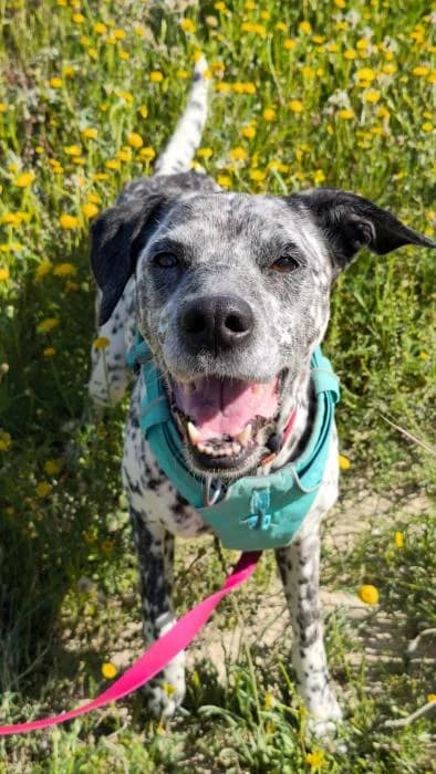 Shena, female puppy Pointer for adoption at Keywords
