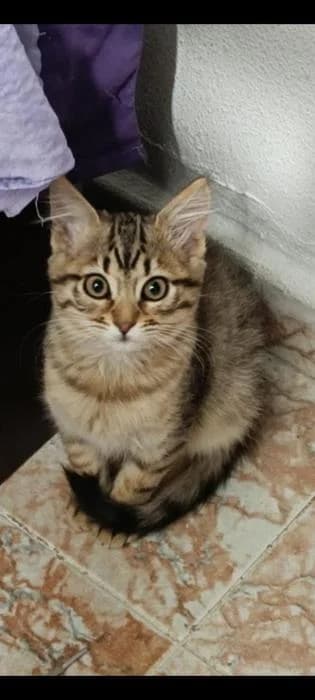 Perla, female puppy European Shorthair for adoption at Keywords
