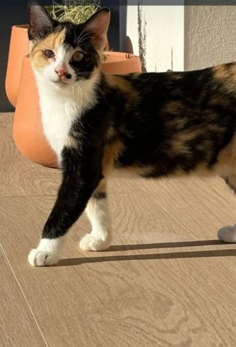 Daniela, female puppy European Shorthair for adoption at Keywords