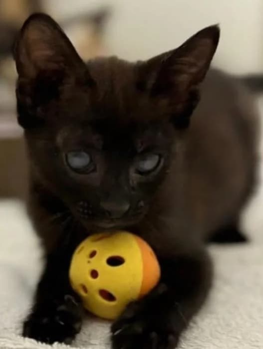 Dingo, male puppy European Shorthair for adoption at Keywords