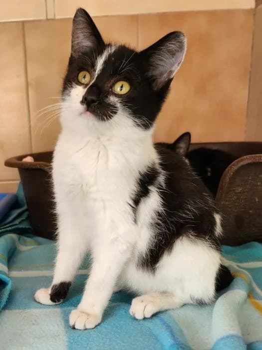 Gena, female puppy European Shorthair for adoption at Keywords