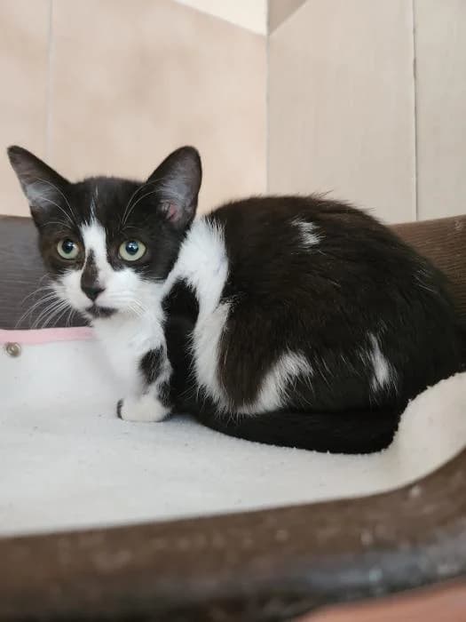 Gisela, female puppy European Shorthair for adoption at Keywords