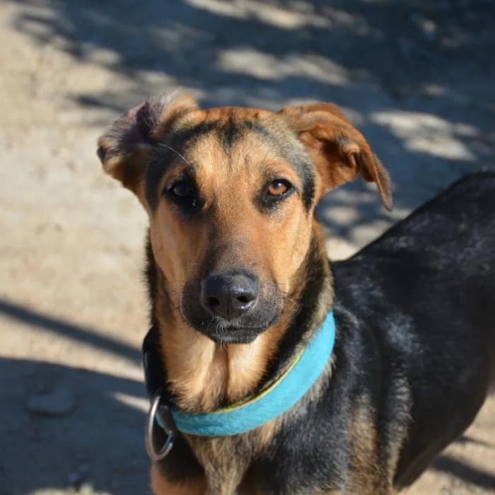 Serena, female puppy Mixed Breed for adoption at Keywords