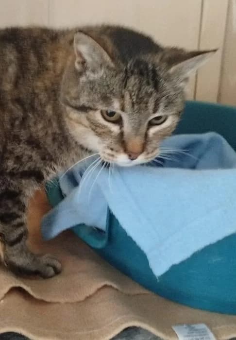 Neus, female puppy European Shorthair for adoption at Keywords