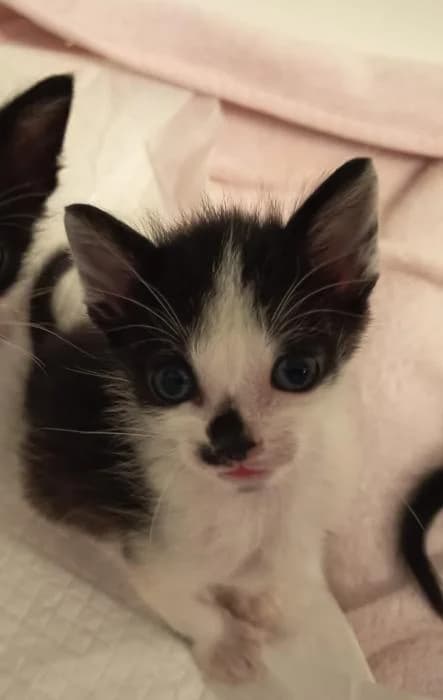 Mix, male puppy European Shorthair for adoption at Keywords
