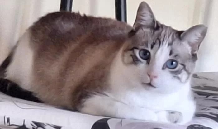 Ory, male puppy European Shorthair for adoption at Keywords