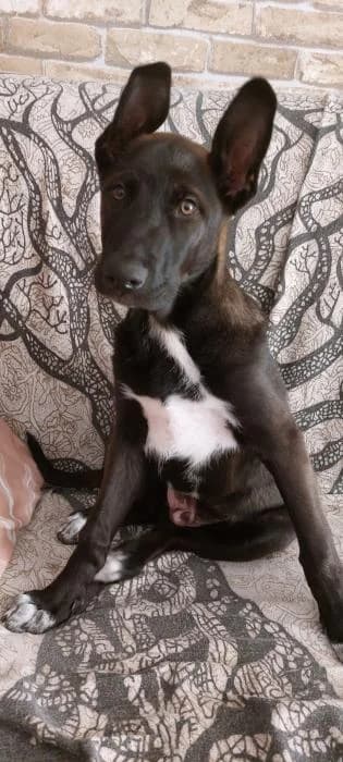 Picasso, male puppy Mixed Breed for adoption at Keywords