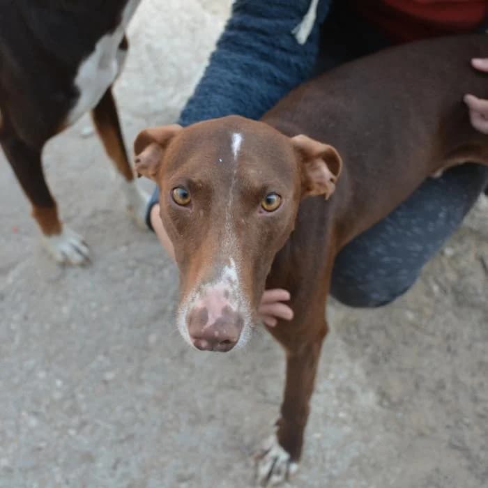 Rasca, male puppy Podenco for adoption at Keywords