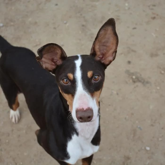 Pica, male puppy Podenco for adoption at Keywords