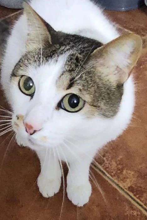Domi, female puppy European Shorthair for adoption at Keywords