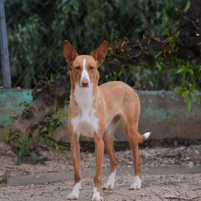 Body, female puppy mixed breed for adoption at Keywords