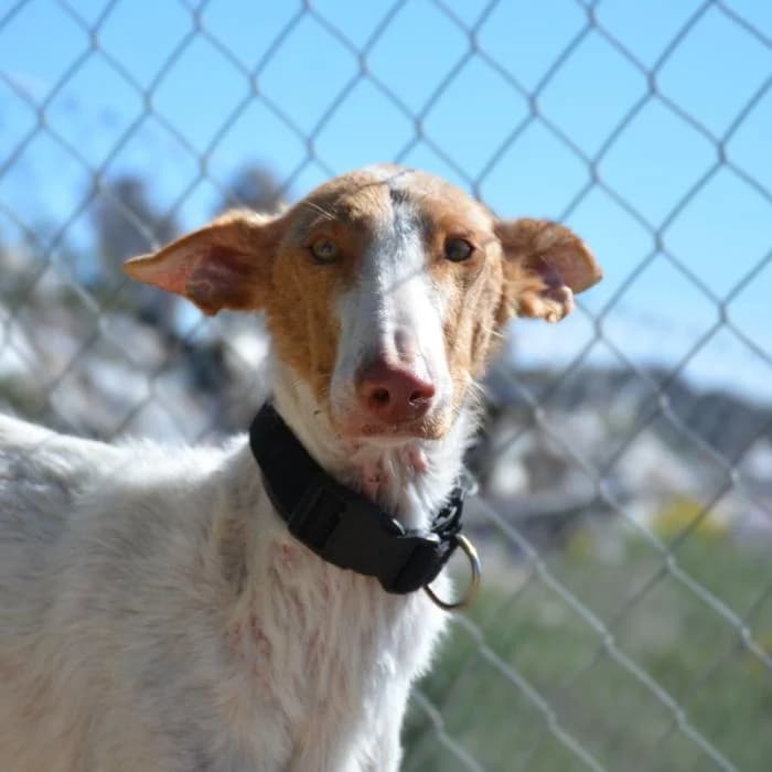 India, female puppy mixed breed for adoption at Keywords