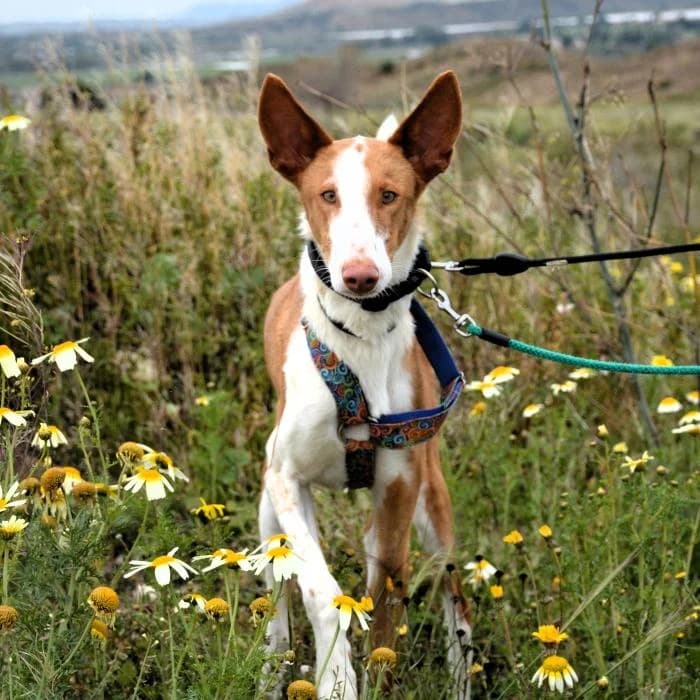 Pistolo, male puppy Podenco for adoption at Keywords