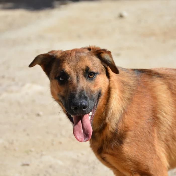 Pili, female puppy Mixed Breed for adoption at Keywords