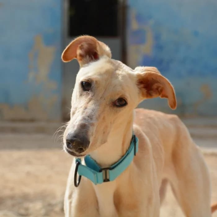Perla, female puppy mixed breed for adoption at Keywords