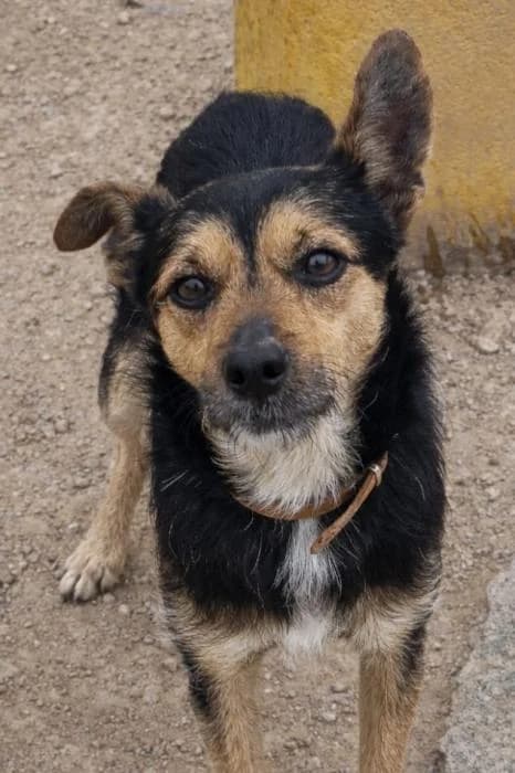 Trasto, male puppy Mixed Breed for adoption at Keywords