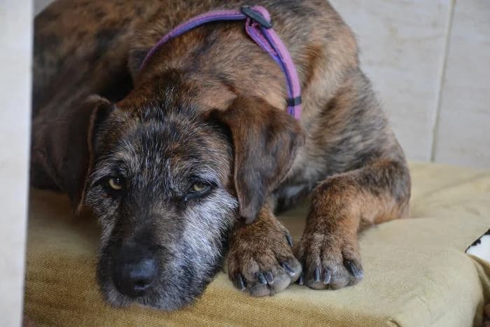 Tom, male puppy Mixed Breed for adoption at Keywords