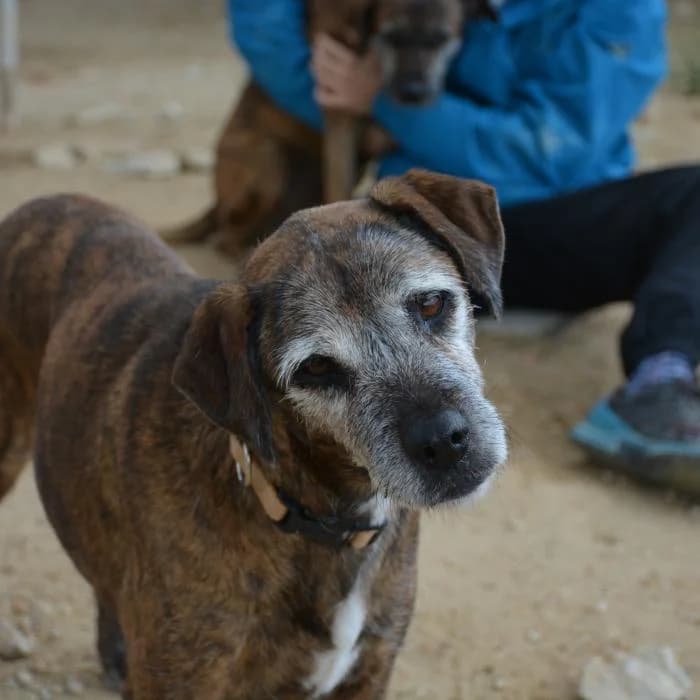 Lala, female puppy Mixed Breed for adoption at Keywords