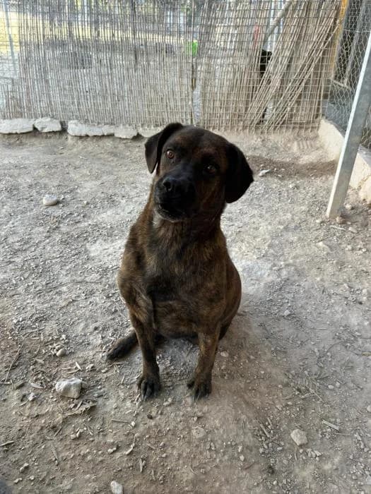 Eliro, male puppy Mixed Breed for adoption at Keywords