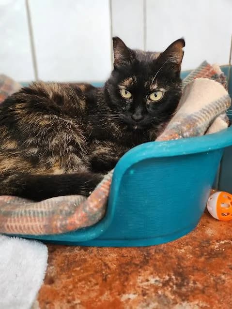 Rebeca, female puppy European Shorthair for adoption at Keywords