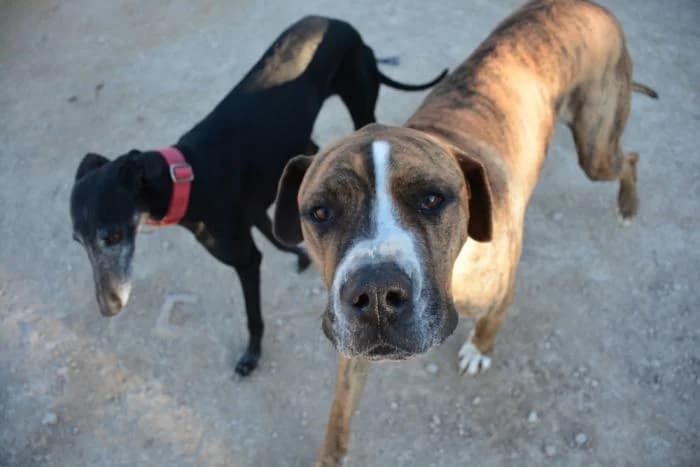 Rocky, male puppy Mixed Breed for adoption at Keywords