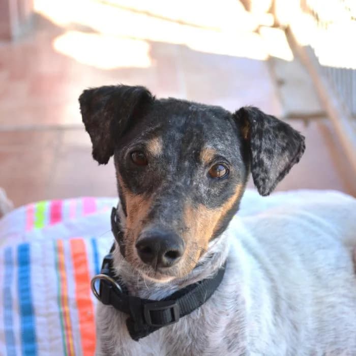 Toribio, male puppy mixed breed for adoption at Keywords