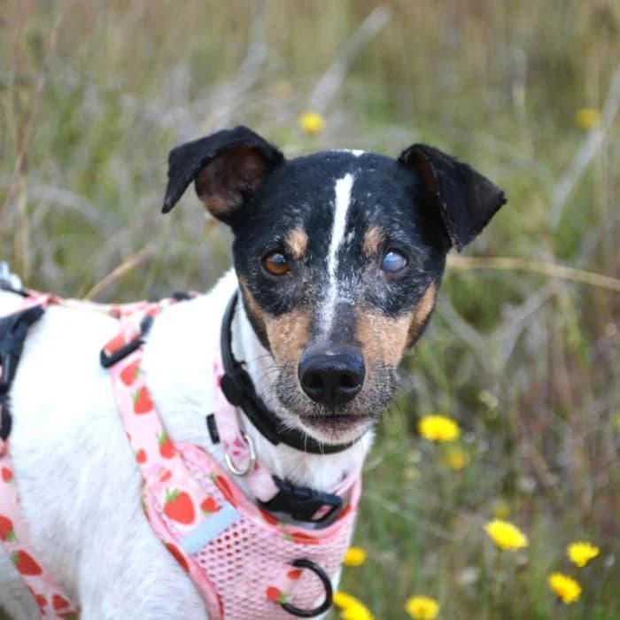 Tornado, male puppy mixed breed for adoption at Keywords
