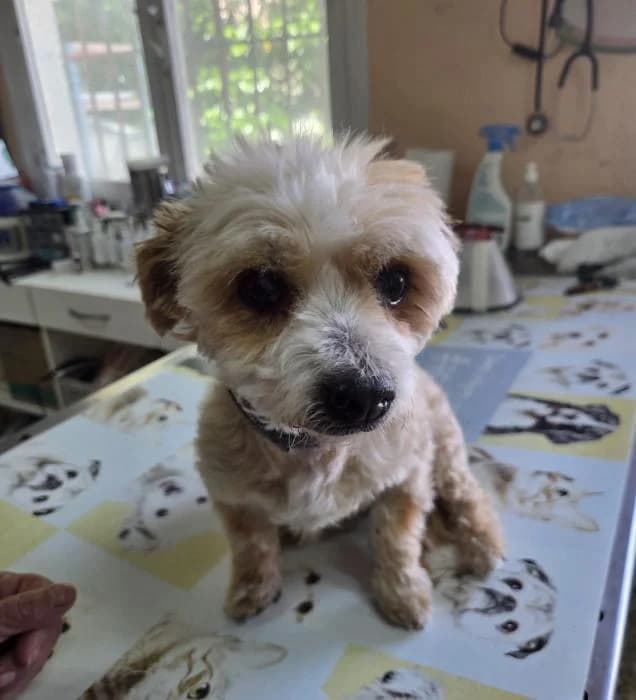 Estrella, female puppy Mixed Breed for adoption at Keywords